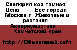 Скалярия коя темная › Цена ­ 50 - Все города, Москва г. Животные и растения » Аквариумистика   . Камчатский край